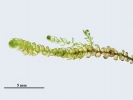Platyhypnum cochlearifolium