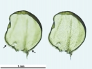 Platyhypnum cochlearifolium