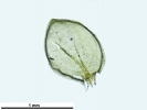 Platyhypnum cochlearifolium