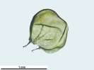 Platyhypnum cochlearifolium