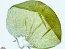 Platyhypnum cochlearifolium