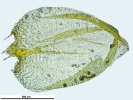 Platyhypnum cochlearifolium