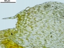 Platyhypnum cochlearifolium