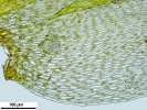 Platyhypnum cochlearifolium