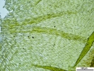Platyhypnum cochlearifolium
