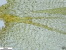 Platyhypnum cochlearifolium