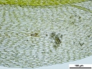 Platyhypnum cochlearifolium