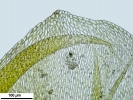 Platyhypnum cochlearifolium