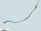 Platyhypnum cochlearifolium
