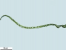 Platyhypnum cochlearifolium