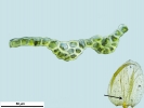 Platyhypnum cochlearifolium