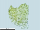 Platyhypnum cochlearifolium