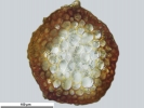 Platyhypnum cochlearifolium