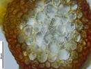 Platyhypnum cochlearifolium