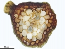 Platyhypnum cochlearifolium