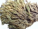 Homalothecium philippeanum