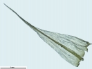 Homalothecium philippeanum