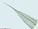 Homalothecium philippeanum