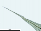 Homalothecium philippeanum