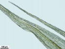 Homalothecium philippeanum