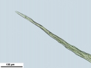 Homalothecium philippeanum