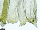 Homalothecium philippeanum