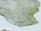 Homalothecium philippeanum