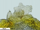 Homalothecium philippeanum