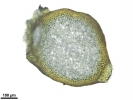 Homalothecium philippeanum