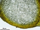 Homalothecium philippeanum