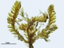 Douinia ovata