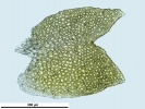 Douinia ovata