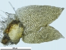 Douinia ovata