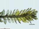 Douinia ovata
