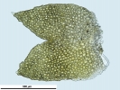 Douinia ovata