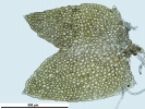 Douinia ovata