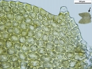 Douinia ovata