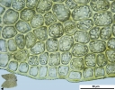 Douinia ovata