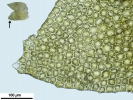 Douinia ovata