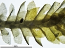 Douinia ovata