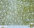 Douinia ovata