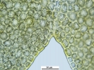 Douinia ovata