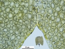 Douinia ovata