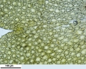 Douinia ovata