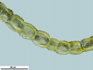 Douinia ovata