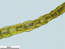 Douinia ovata