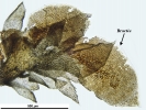 Frullania microphylla