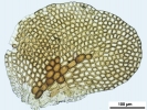 Frullania microphylla