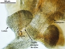 Frullania microphylla