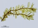 Plagiochila heterophylla